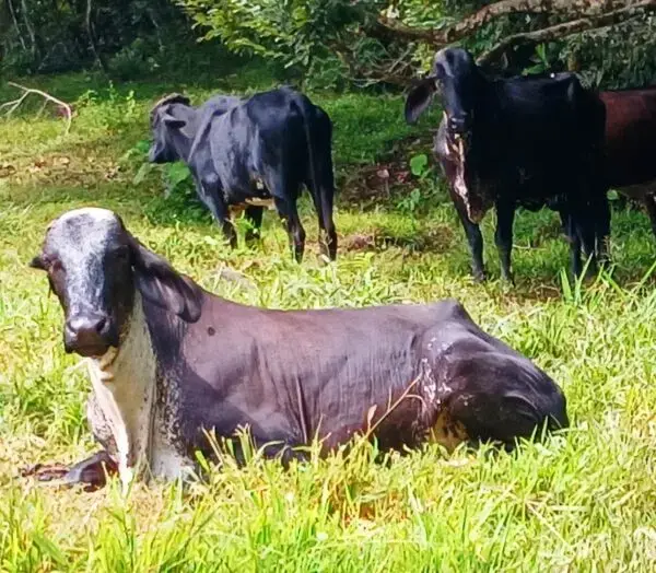 Ganado Angus - Jóvenes