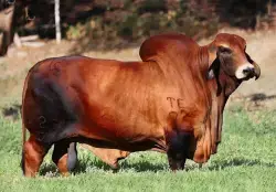 TORO BRAHMAN ROJO