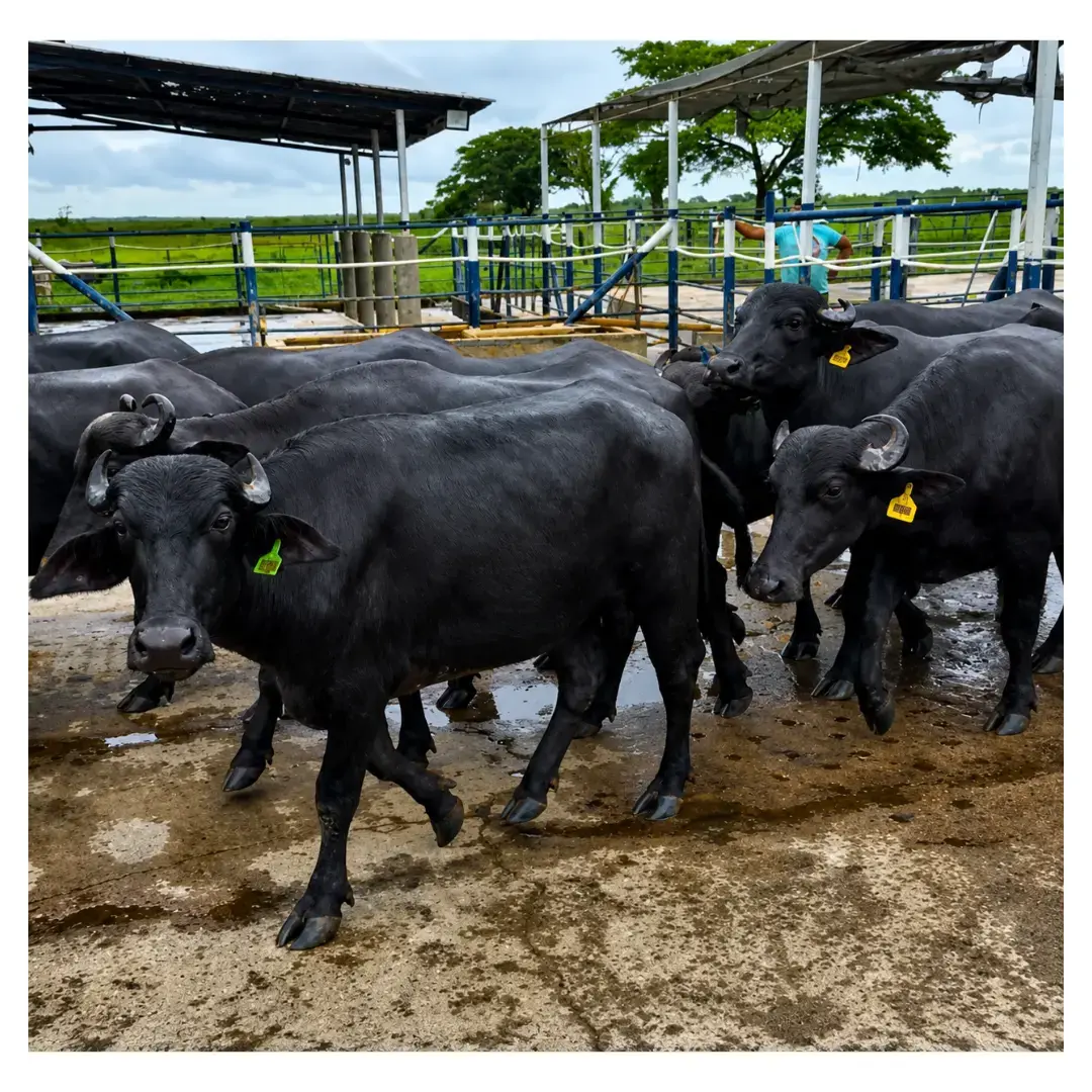 LOTE DE 60 BÚFALAS PREÑADAS DE 3 MESES DE GESTACIÓN EN ADELANTE