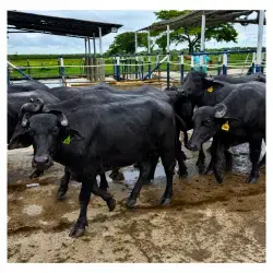 LOTE DE 60 BÚFALAS PREÑADAS DE 3 MESES DE GESTACIÓN EN ADELANTE