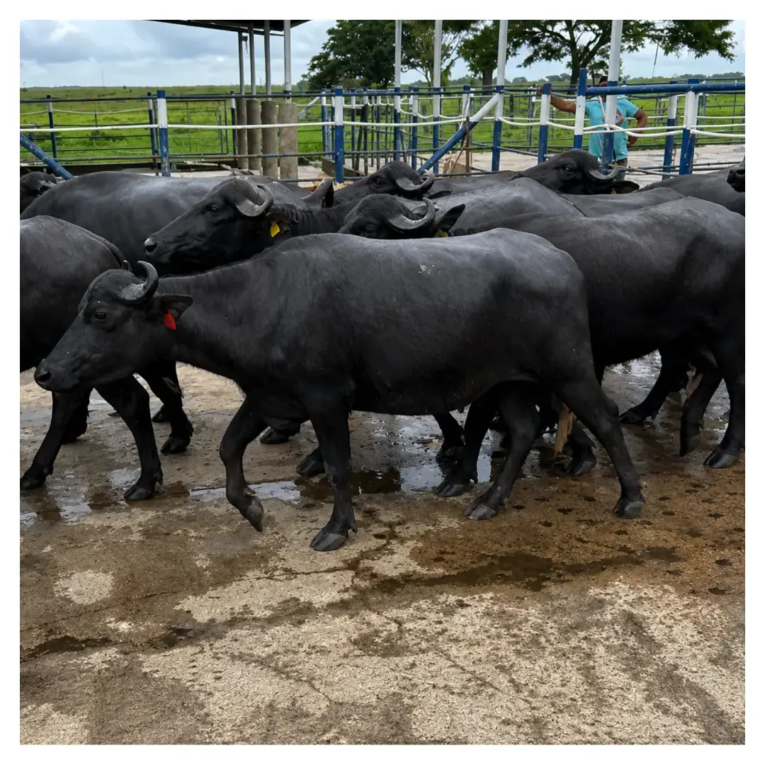 LOTE DE 60 BÚFALAS PREÑADAS DE 3 MESES DE GESTACIÓN EN ADELANTE