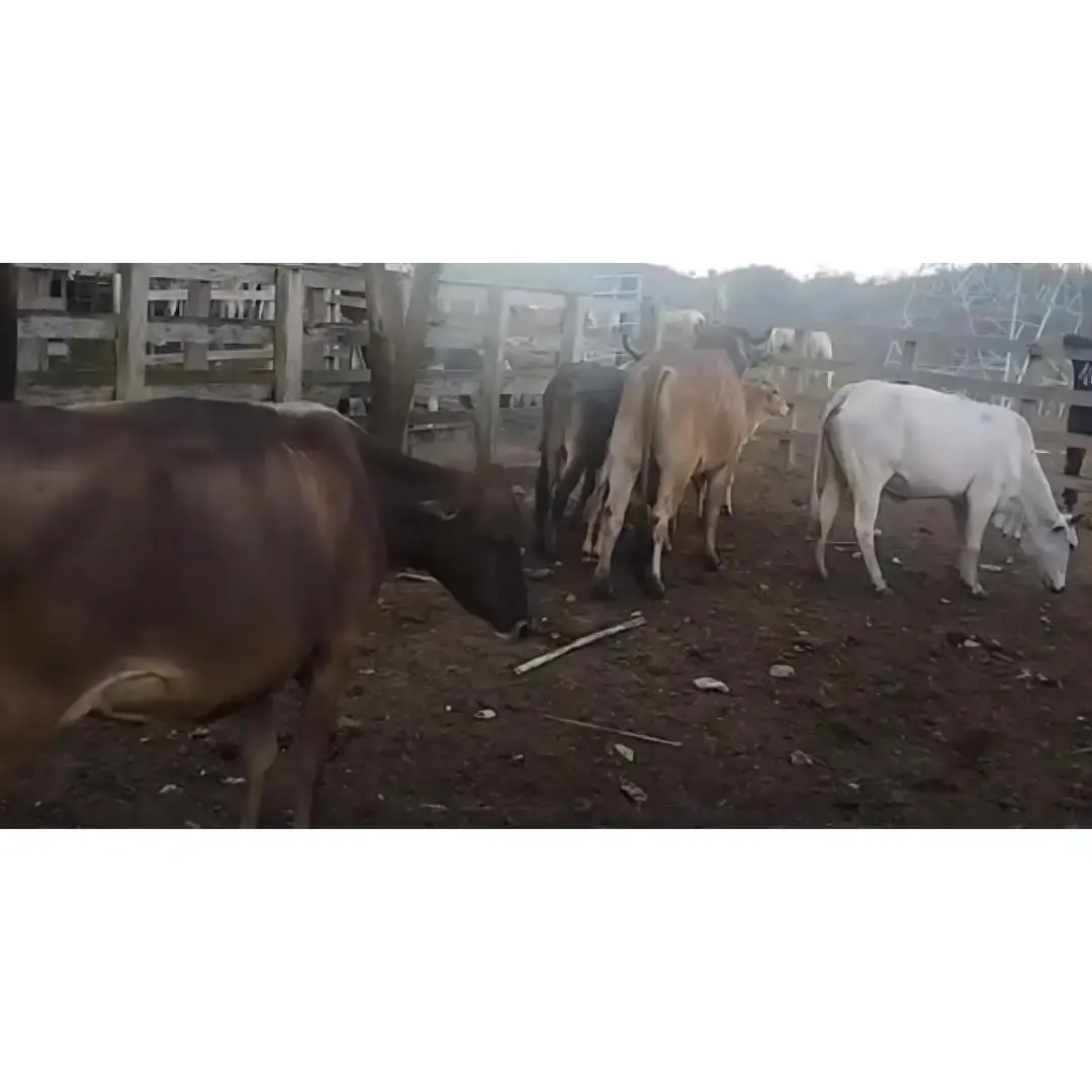 LOTE DE 6 VACAS PREÑADAS MESTIZAS PARDO CON CAROTA