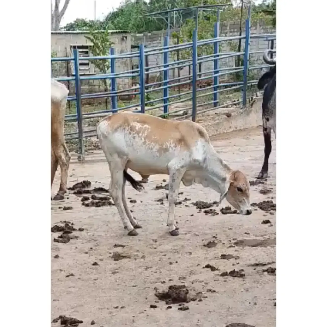 Becerro y Becerra Mestizos Hijos de Toro Gyr Puro