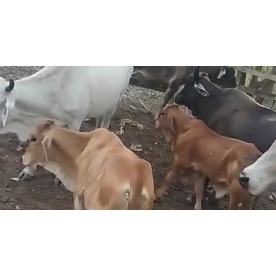 5 BECERROS HIJOS DE TORO GYR MESTIZO
