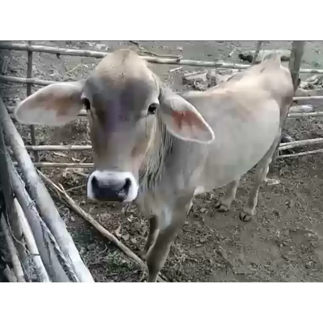 LOTE DE VACAS GYR, CARORA Y CEBÚ
