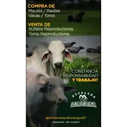 COMERCIALIZACIÓN DE GANADO BOVINO Y BUFALINO