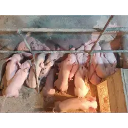Lote lechones para ceba