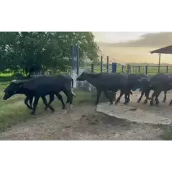 LOTE DE 40 BUFALINOS MACHOS