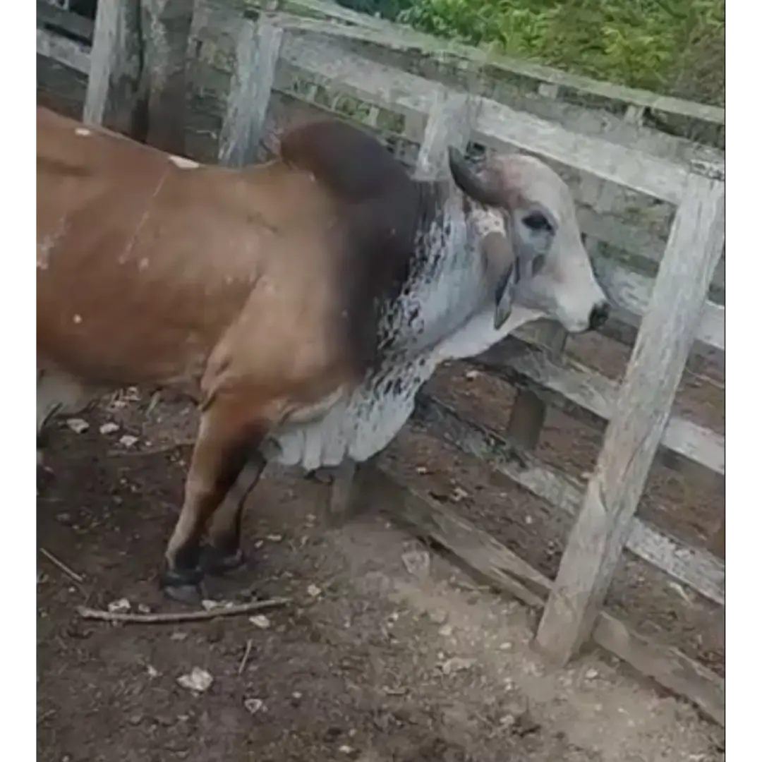 TORO GYR MESTIZO – REPRODUCTOR BOVINO