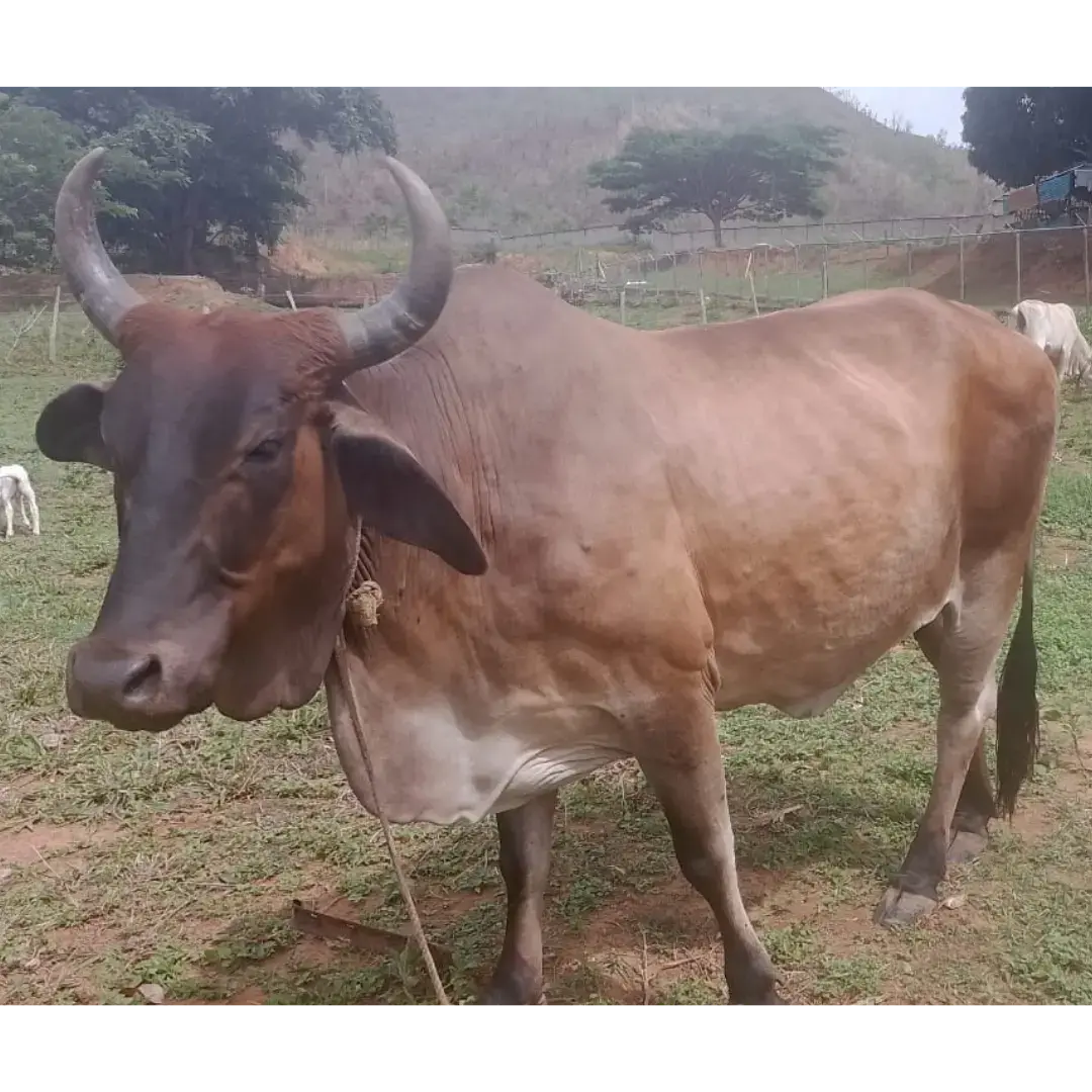 VACA MESTIZA BRAHMAN PREÑADA DE 7 MESES
