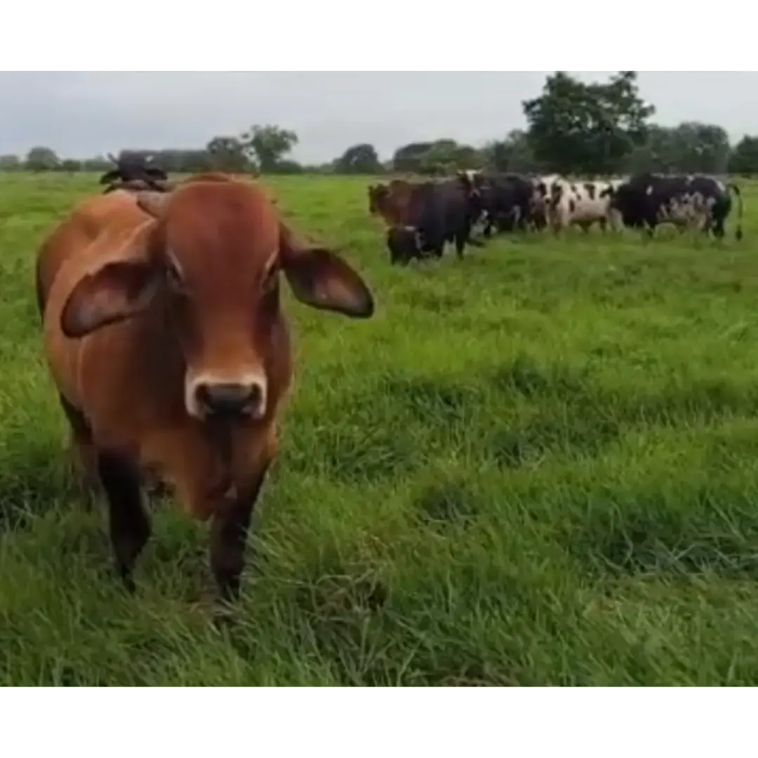 VENTA DE CARNE POR CANAL – LOTE DE 50 TOROS MESTIZOS