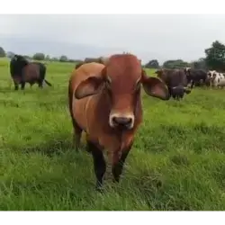 VENTA DE CARNE POR CANAL – LOTE DE 50 TOROS MESTIZOS