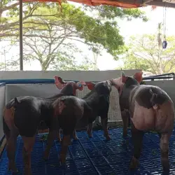 LECHONES PIETRAIN ALEMÁN PURO – REPRODUCTORES