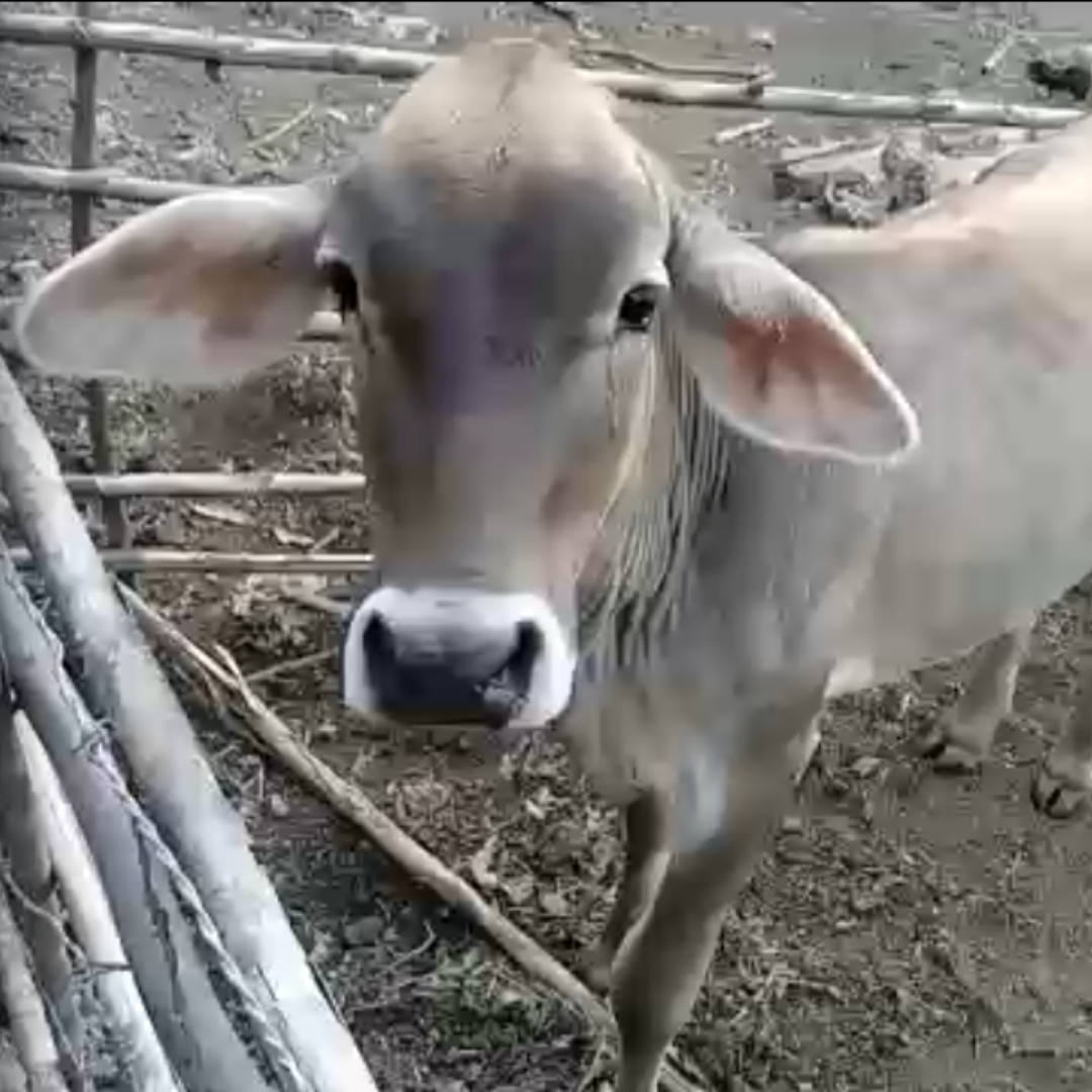 EL VEGUERO