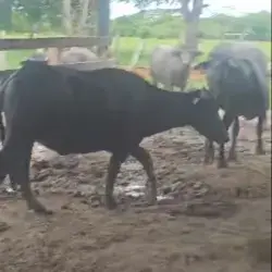 LOTE DE 4 BÚFALAS MURRAH 90% PURAS