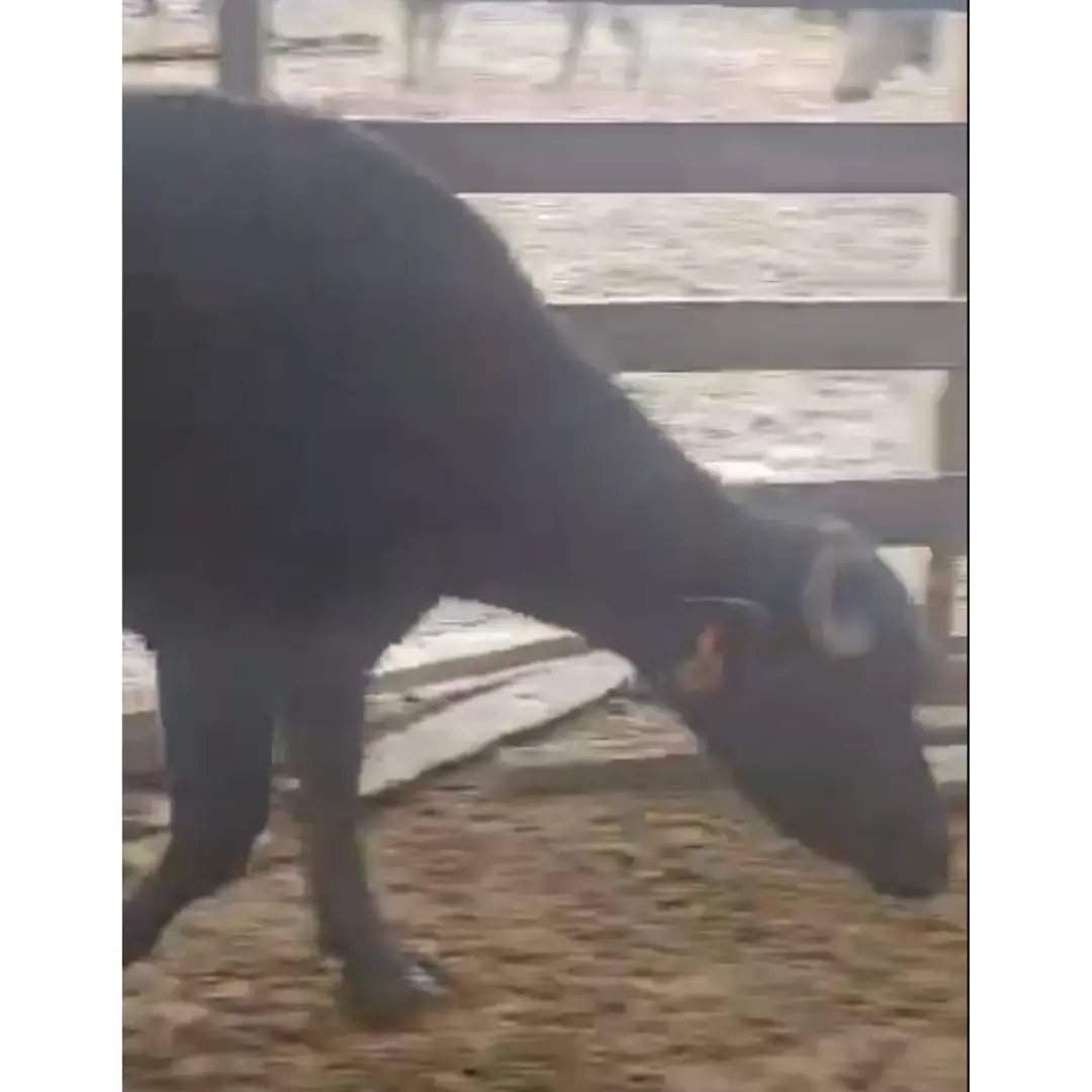 LOTE DE 4 BÚFALAS MURRAH 90% PURAS