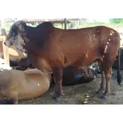 TORO MESTIZO GYR – REPRODUCTOR BOVINO