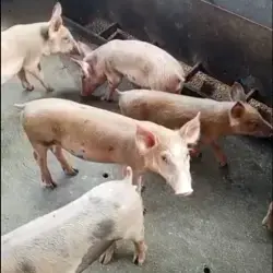 Lechones duroc x pietrain
