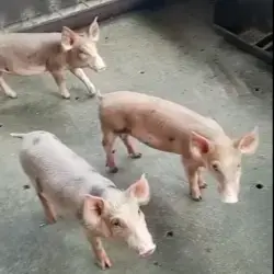Lechones duroc x pietrain