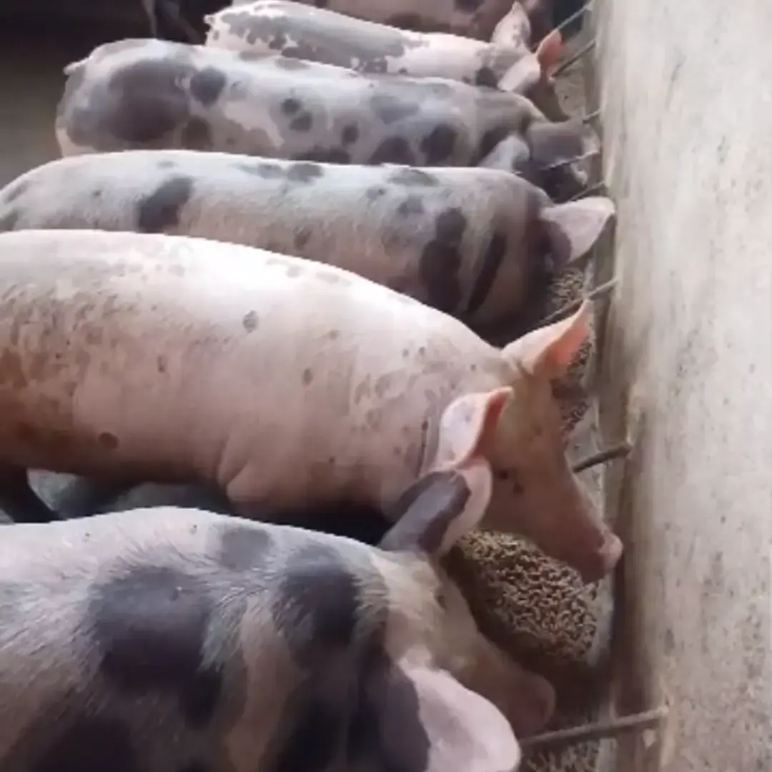 Lechones duroc x pietrain