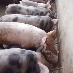 Lechones duroc x pietrain