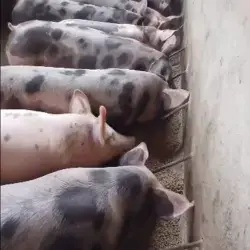 Lechones duroc x pietrain
