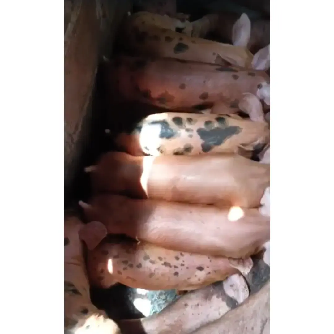 LECHONES DUROC X PIETRAIN – 28 DÍAS DE NACIDOS