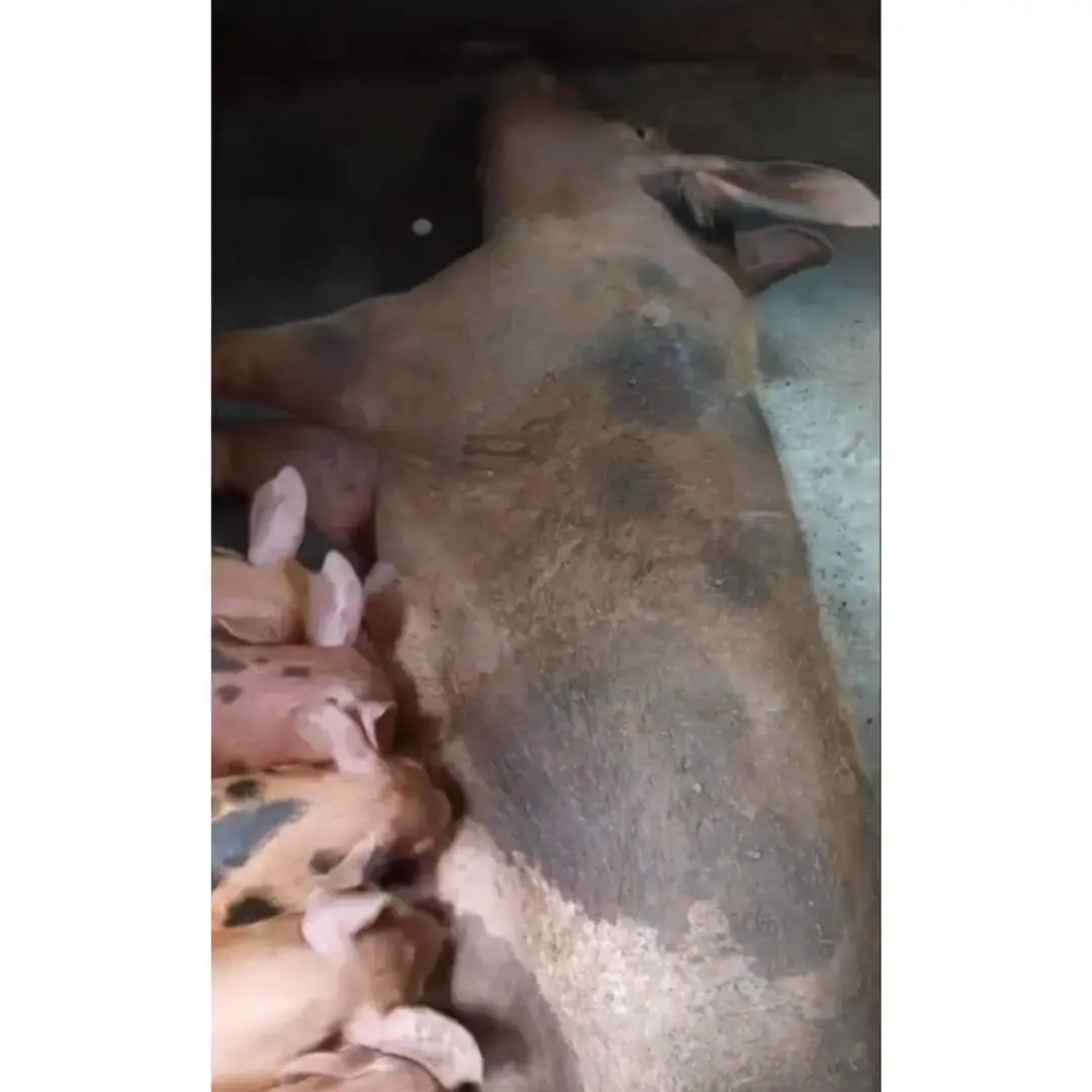 CERDA F1 DUROC X PIETRAIN – EXCELENTE GENÉTICA REPRODUCTIVA