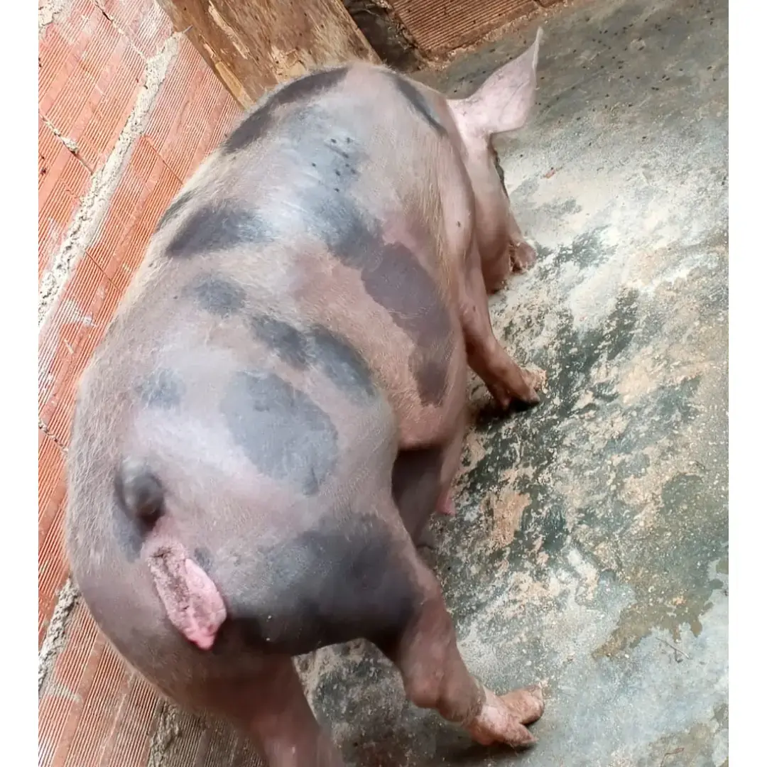 CERDA F1 DUROC X PIETRAIN – EXCELENTE GENÉTICA REPRODUCTIVA
