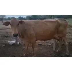 VACAS LECHERAS EN PRODUCCIÓN