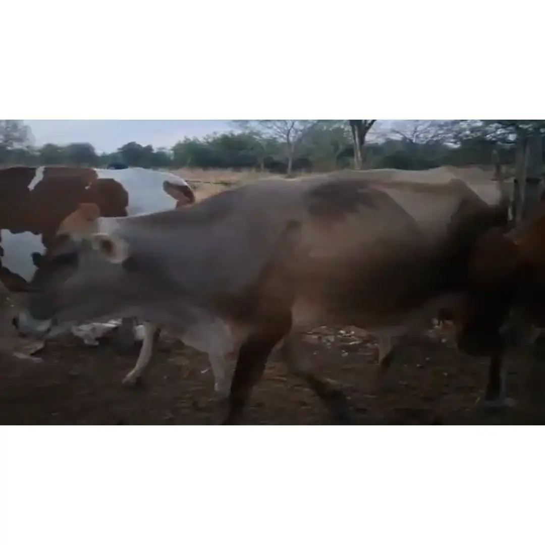VACAS LECHERAS EN PRODUCCIÓN