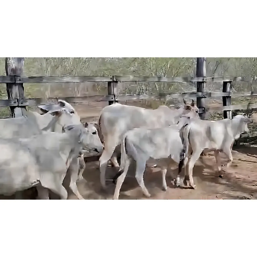 LOTE DE 16 NOVILLAS NELORE – 200 A 300 KG
