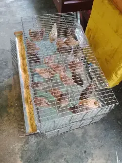 Ventas Aves de Codorniz y Huevos De Codorniz