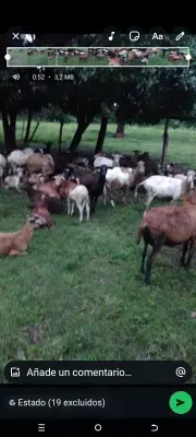 Borregos y borregas