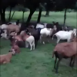 Borregos y borregas