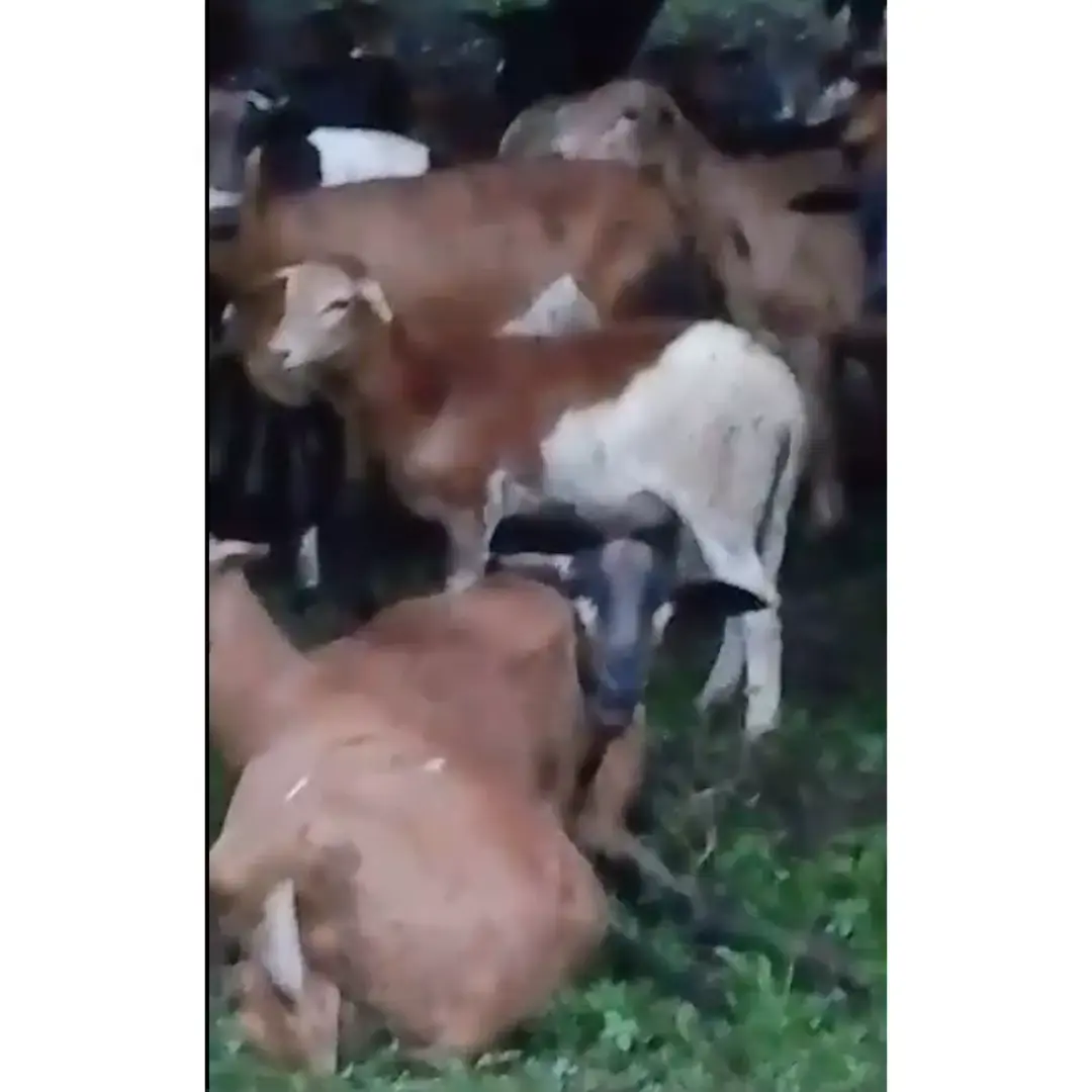 Borregos y borregas