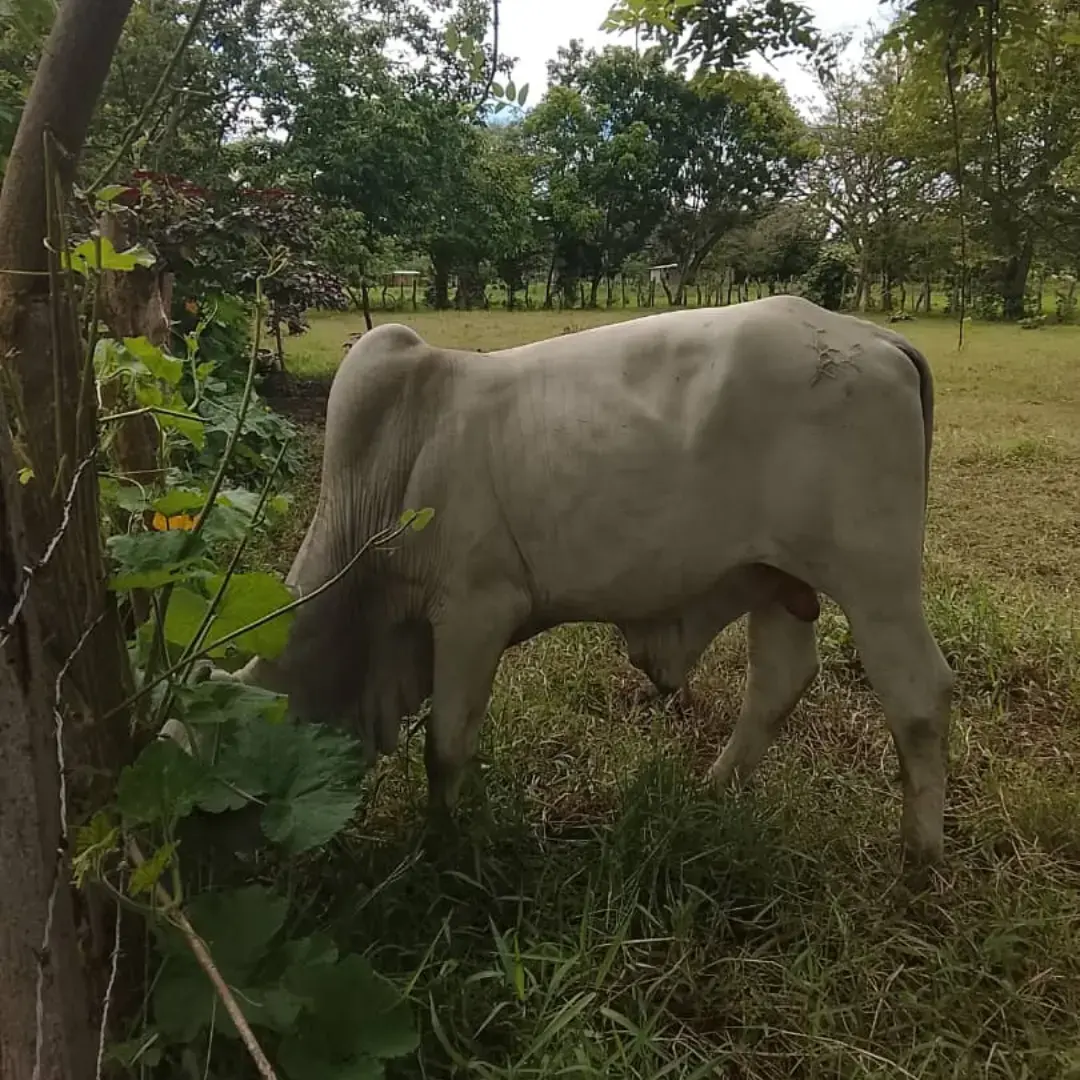 MAUTE PARDO SUIZO × BRAHMAN – 380 KG