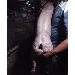 HEMBRA LANDRACE × PIETRAIN – 40 KG Y 80 DÍAS DE VIDA