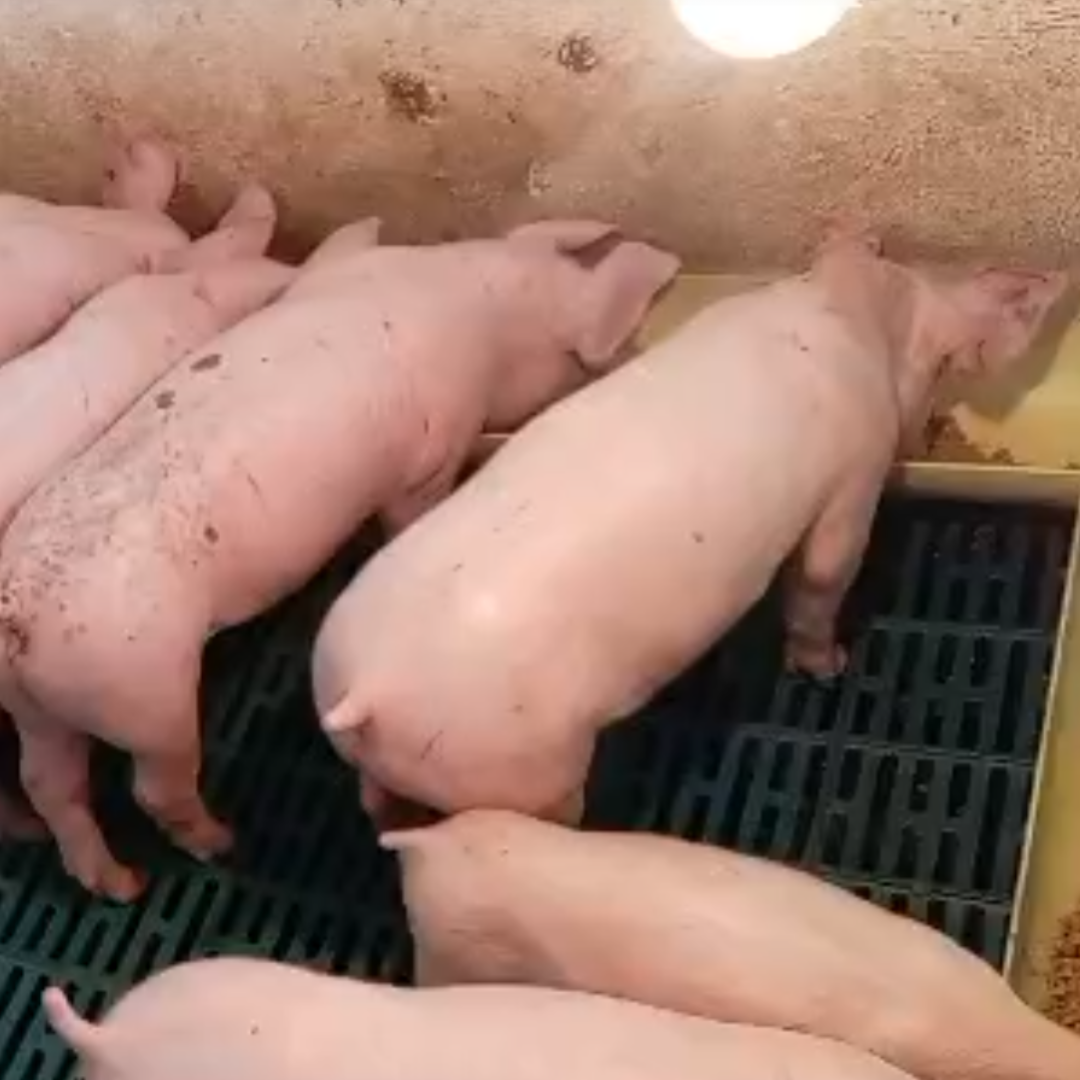 PORCICOLA MIS NIñAS