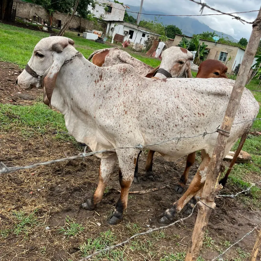 3 TERNERAS GYR REGISTRADAS EN ASOCEBÚ