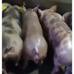 LOTE DE CERDOS DUROC × PIETRAIN – 30 KG