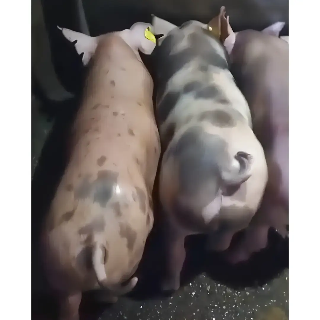 LOTE DE CERDOS DUROC × PIETRAIN – 30 KG