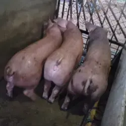 LOTE DE CERDOS DUROC × PIETRAIN – 55 KG