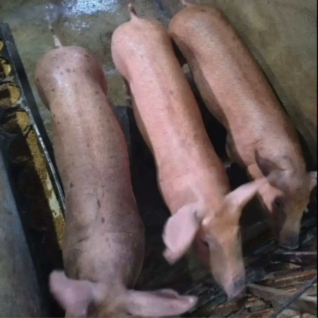 LOTE DE CERDOS DUROC × PIETRAIN – 55 KG