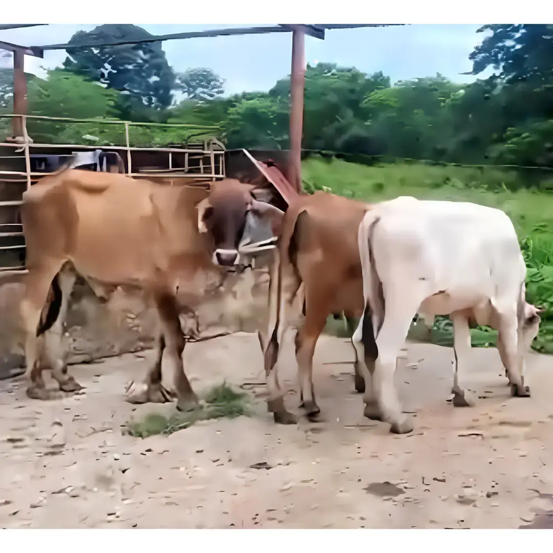 LOTE DE NOVILLOS HOLSTEIN × CEBÚ